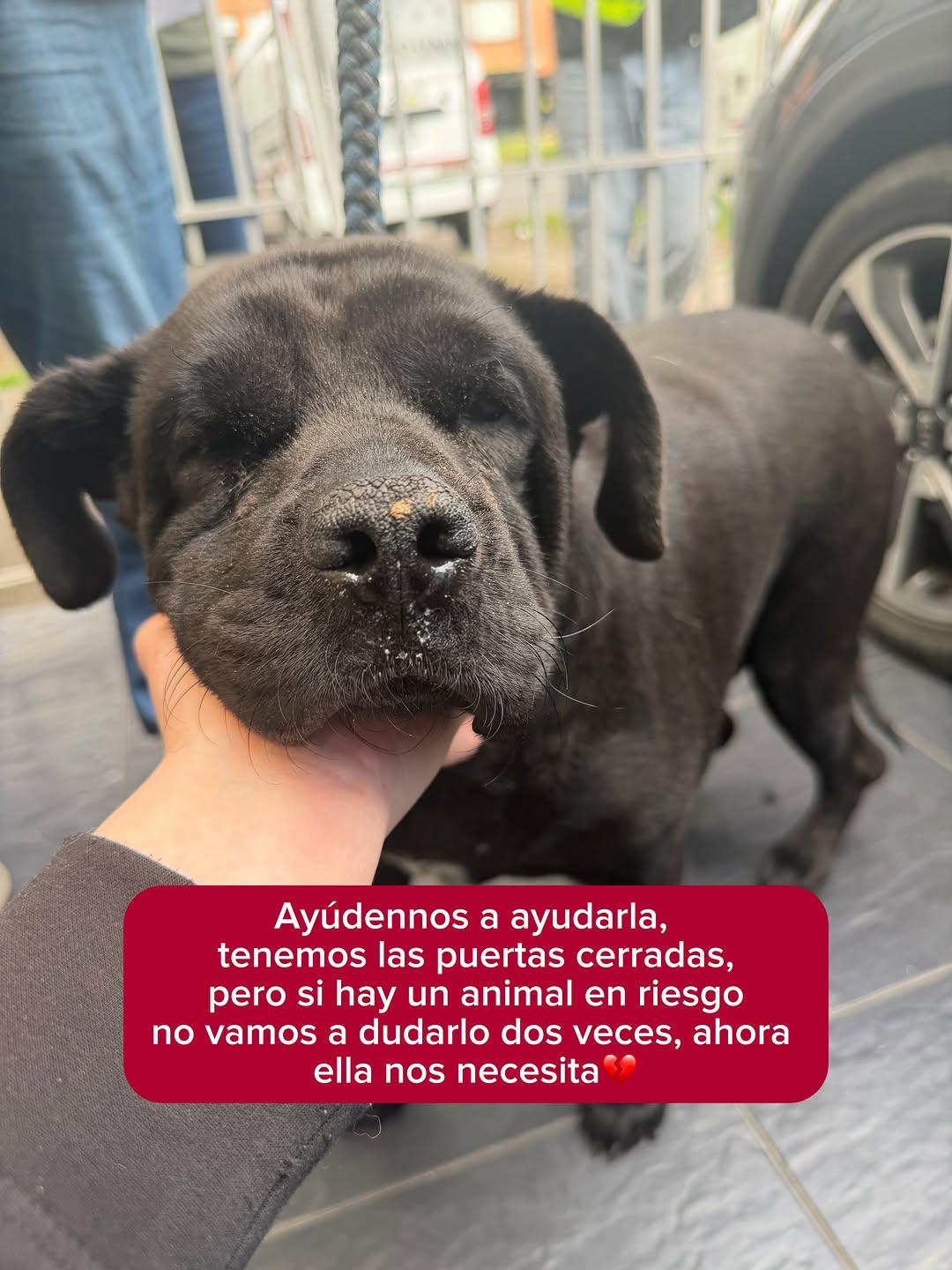 Rafaela (7/9)