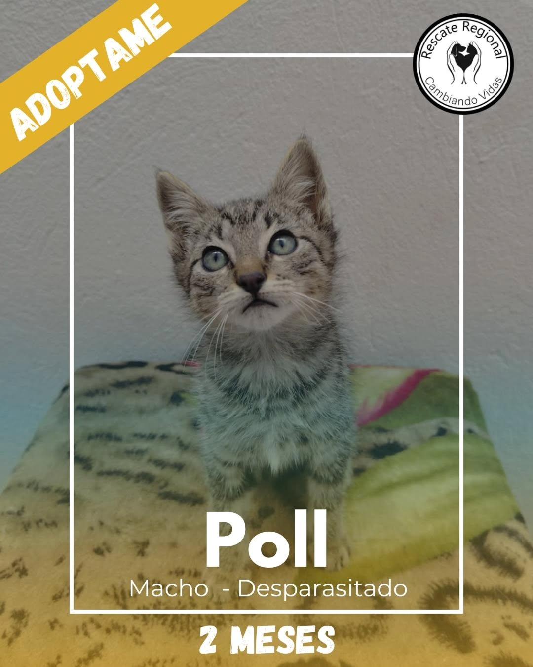 Poll (1/5)