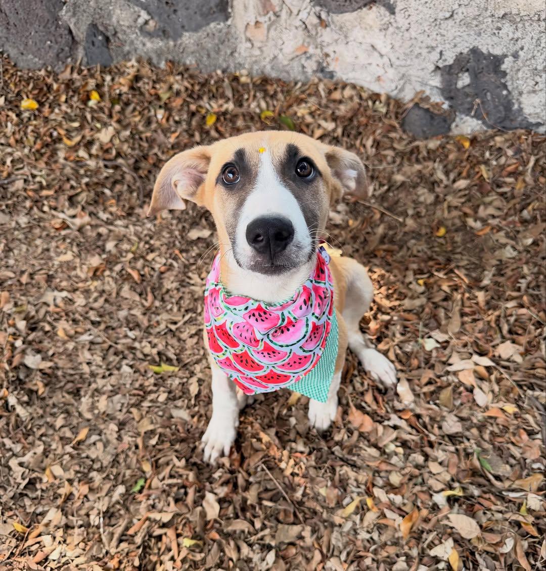Hermione (11/15)