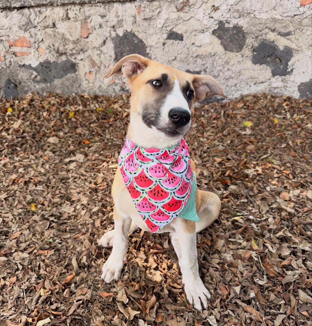 Hermione (13/15)