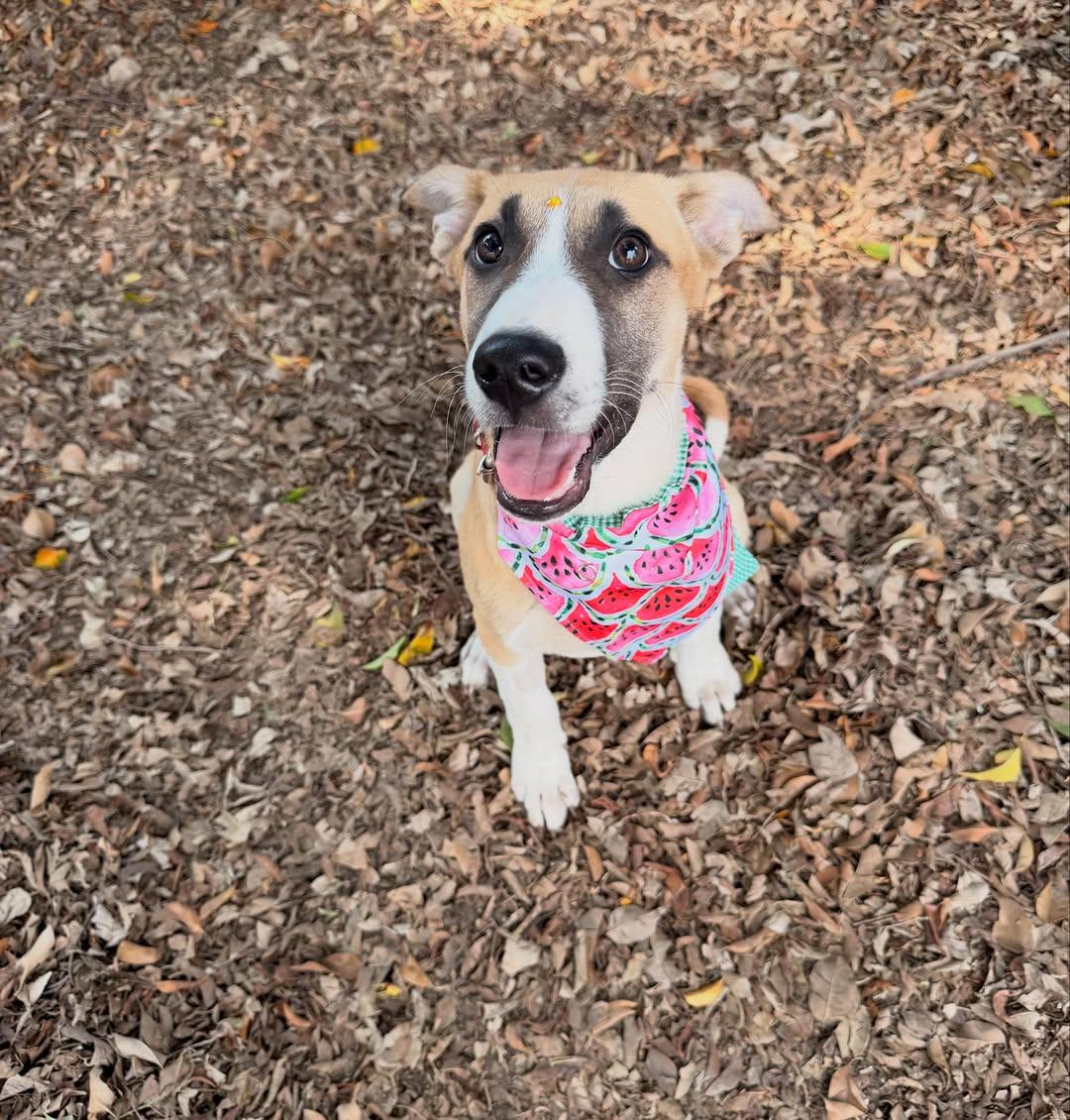 Hermione (5/15)