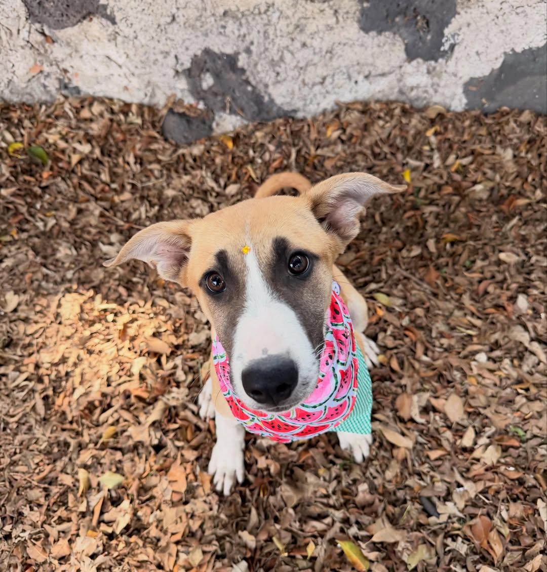 Hermione (10/15)