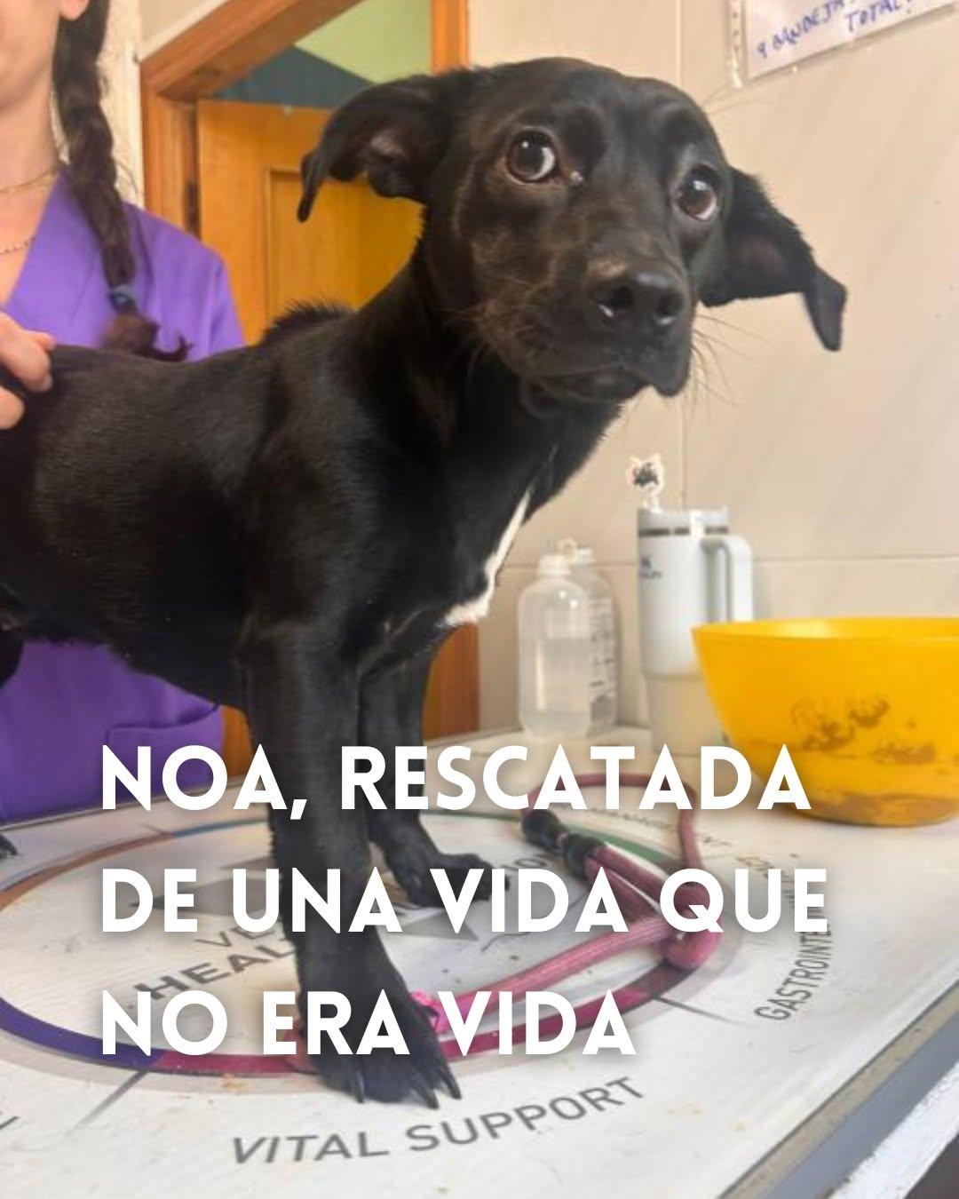 Noa (1/7)
