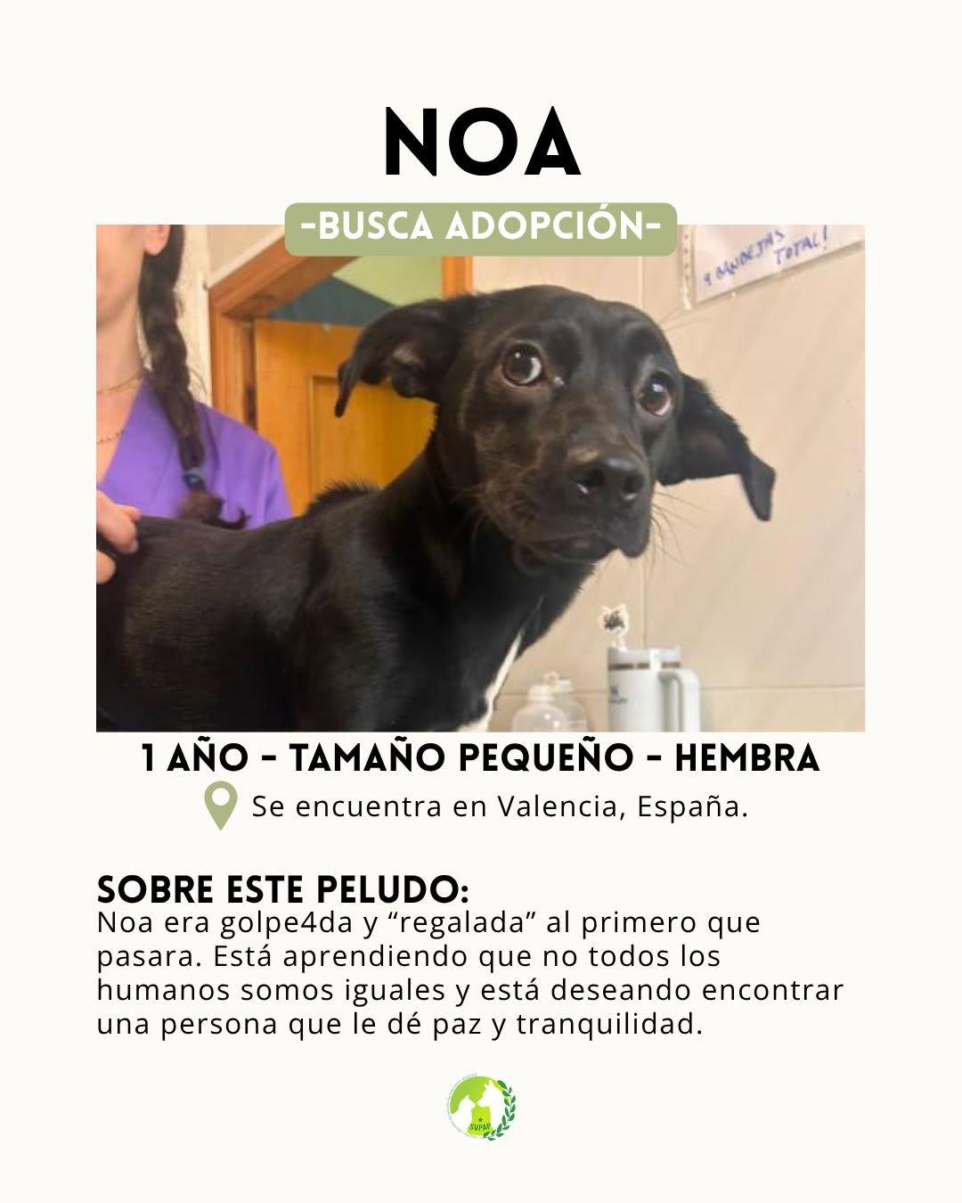 Noa (2/7)
