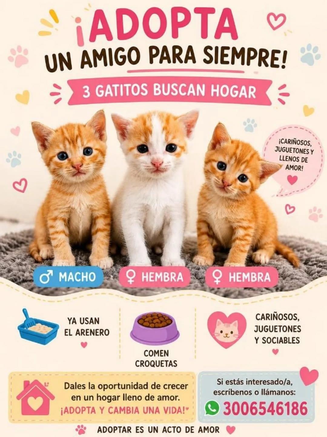 3 animalitos (1/4)