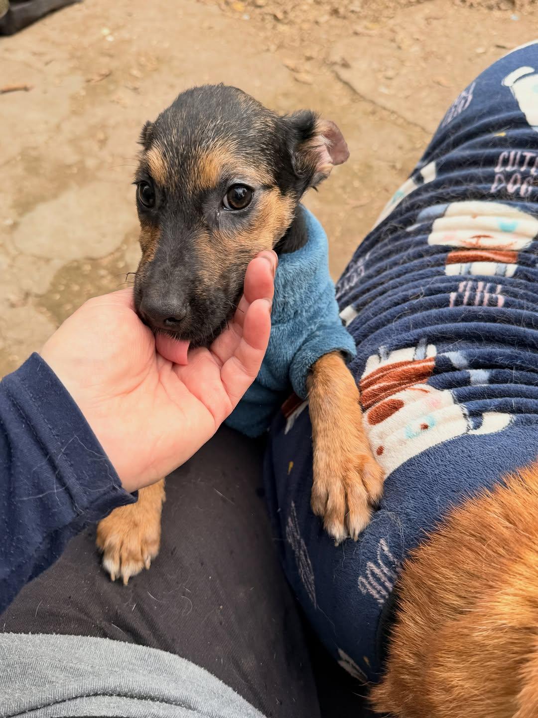 Eimy, Coco, Bruno +1 (11/18)