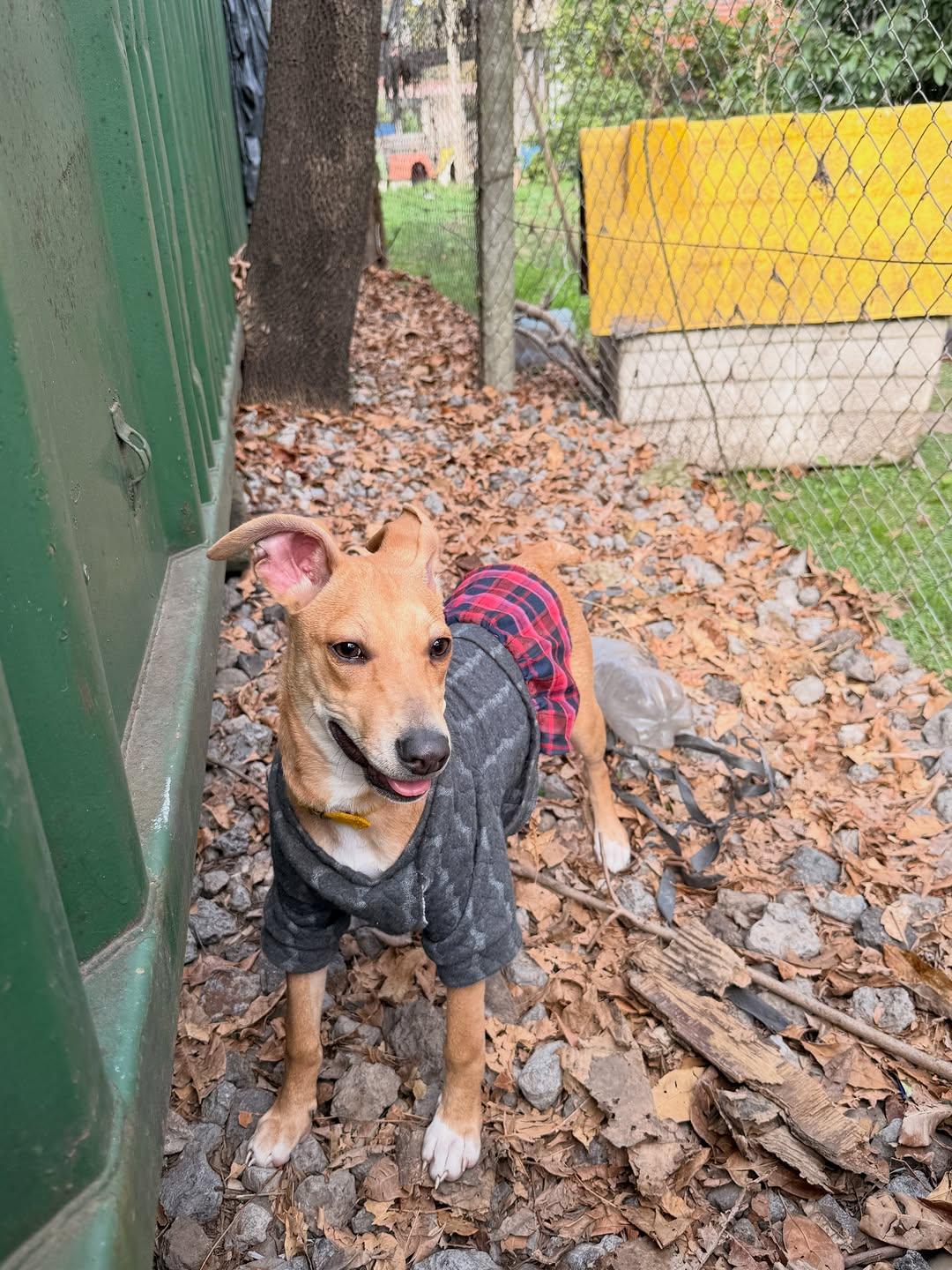 Eimy, Coco, Bruno +1 (4/18)