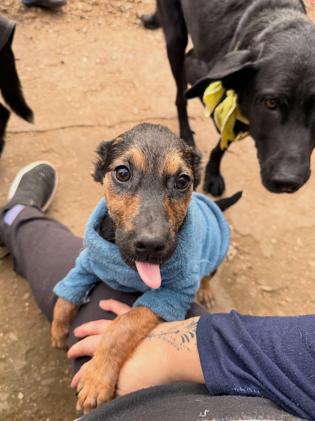 Eimy, Coco, Bruno +1 (8/18)