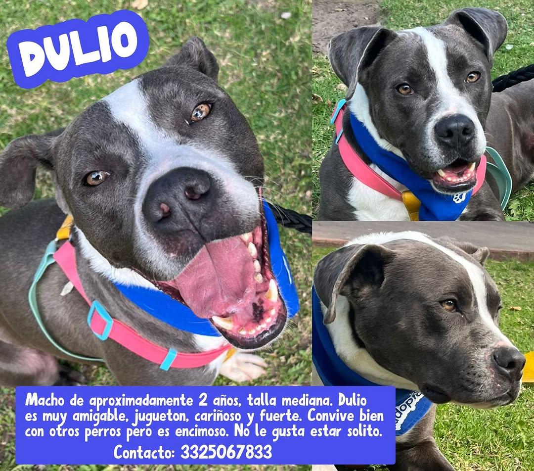 Dulio