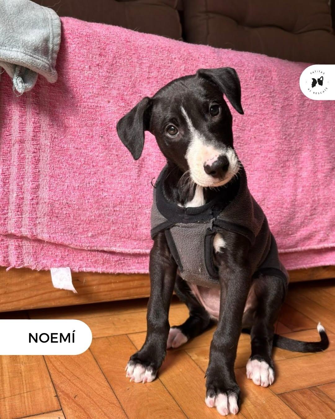 Noemí, Naima, Nori +1 (2/19)
