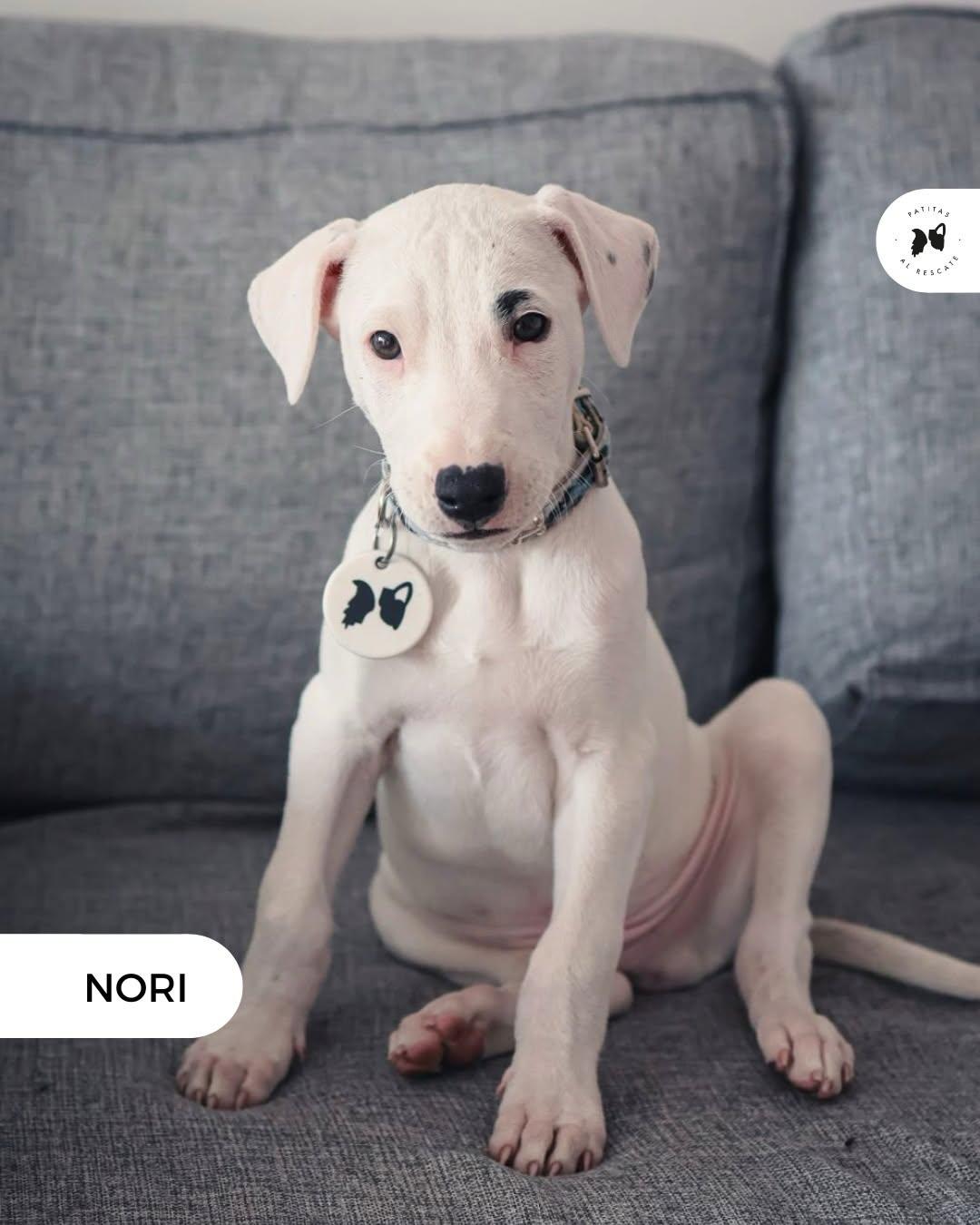 Noemí, Naima, Nori +1 (4/19)