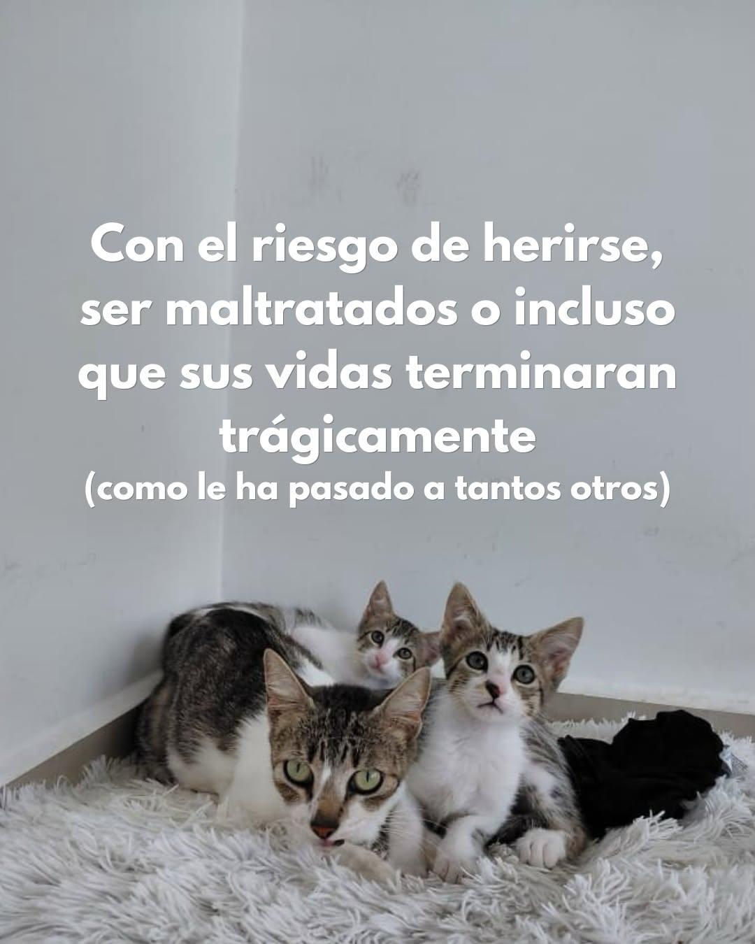 Sin nombre (4/10)