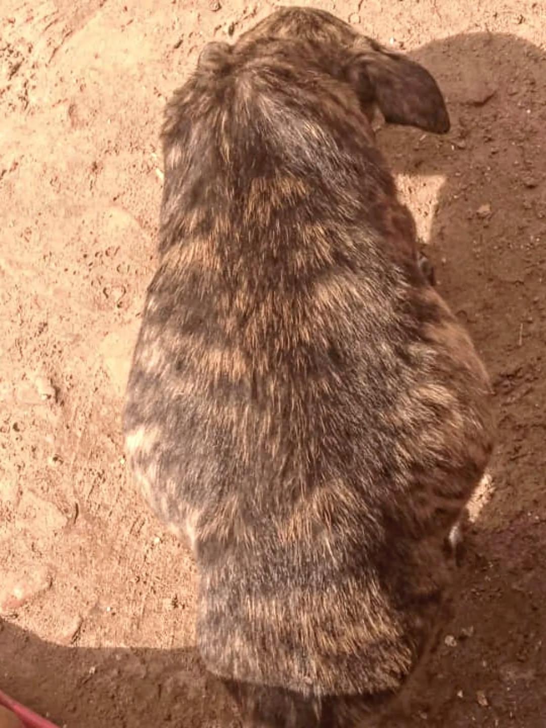 2 animalitos (2/4)