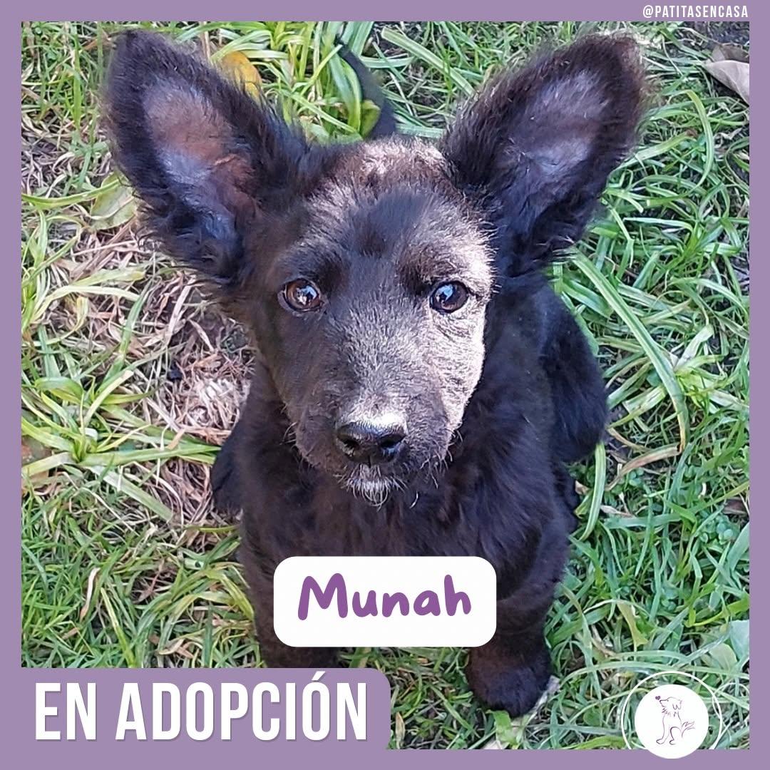 Munah (1/4)