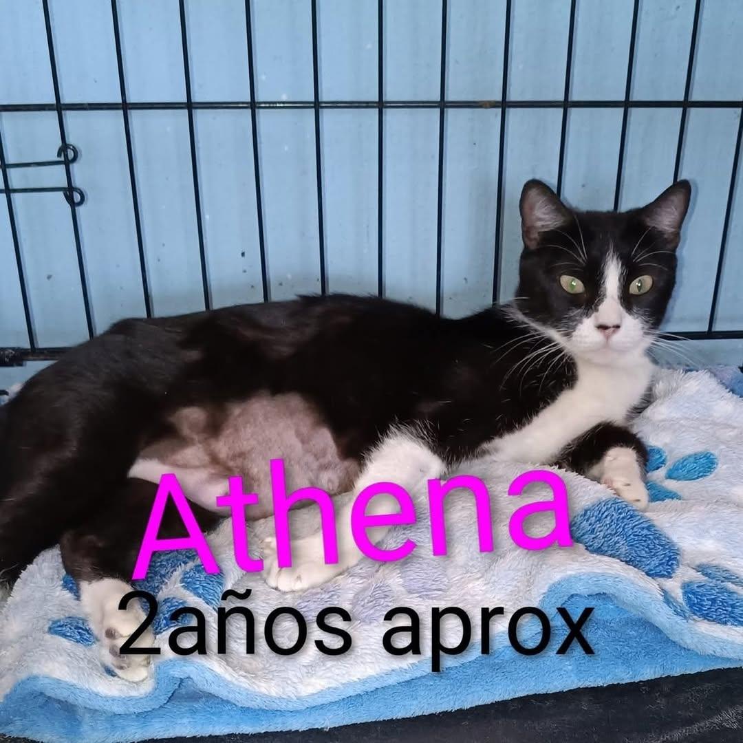 Athena