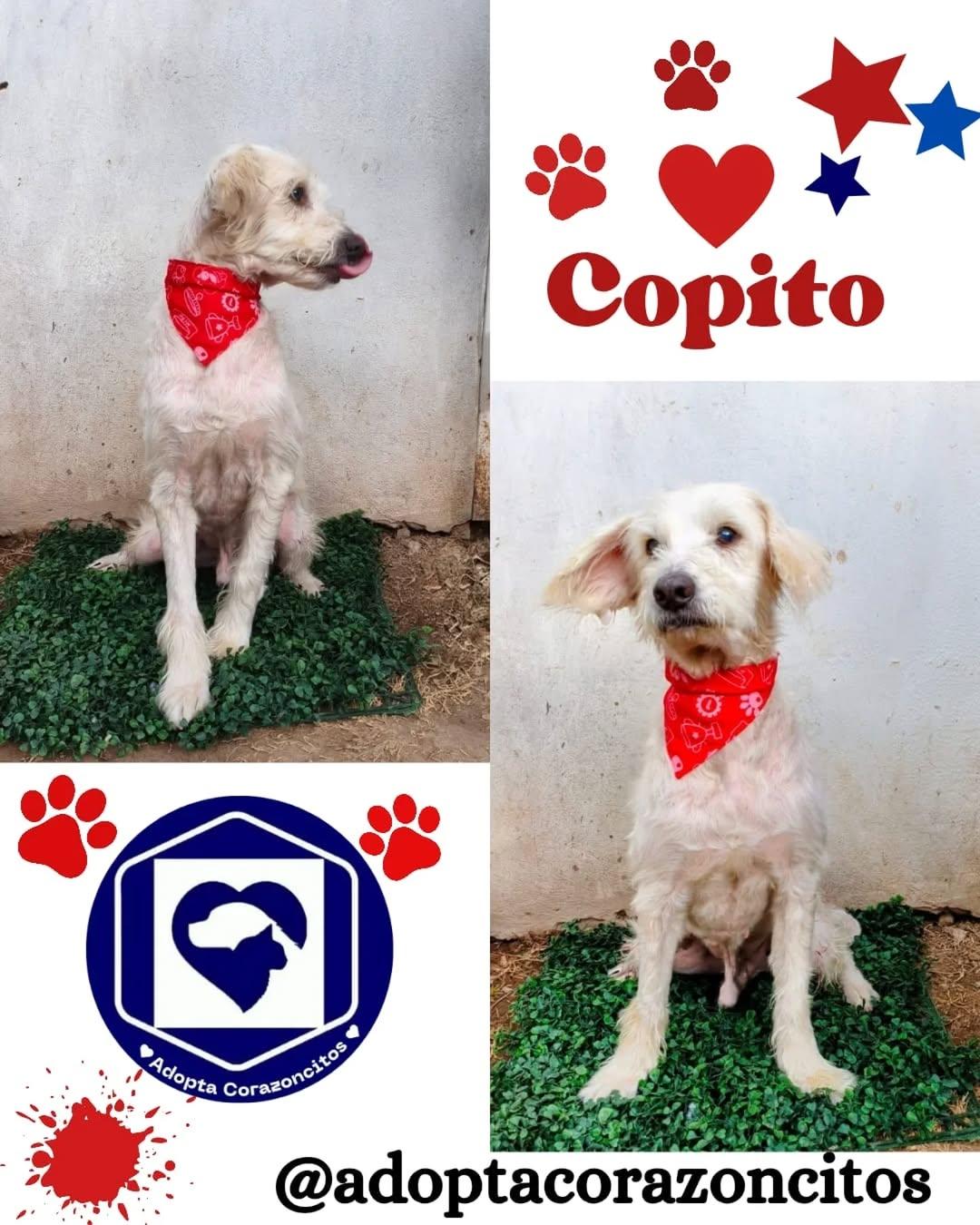 Copito, Coliflor, Sol +4 (1/7)