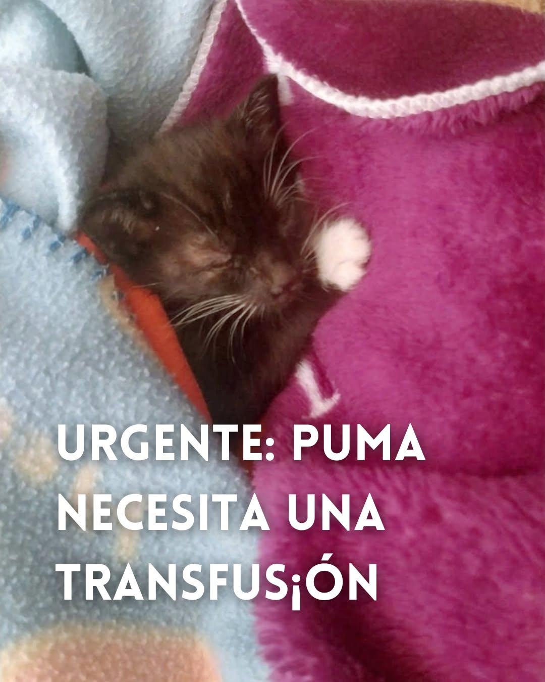 Puma (1/2)
