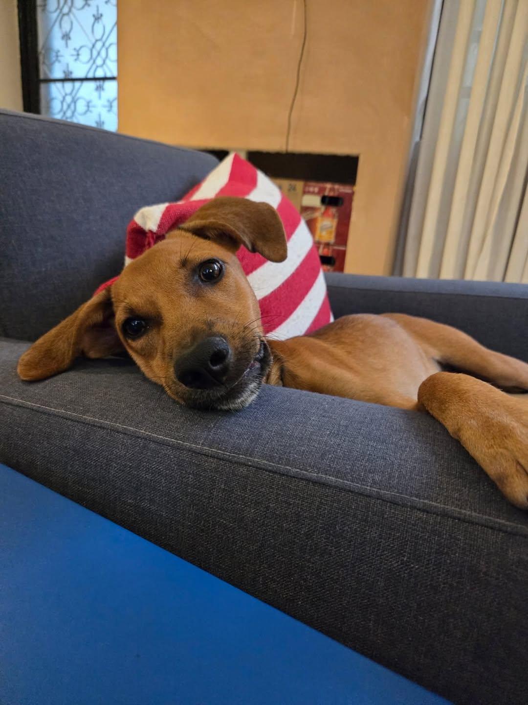 Cane (2/5)