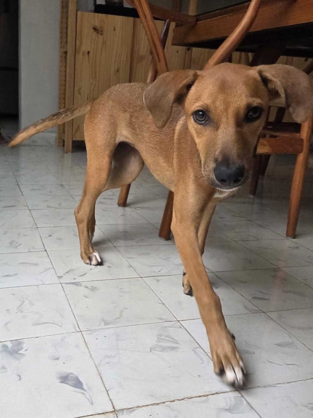 Cane (3/5)