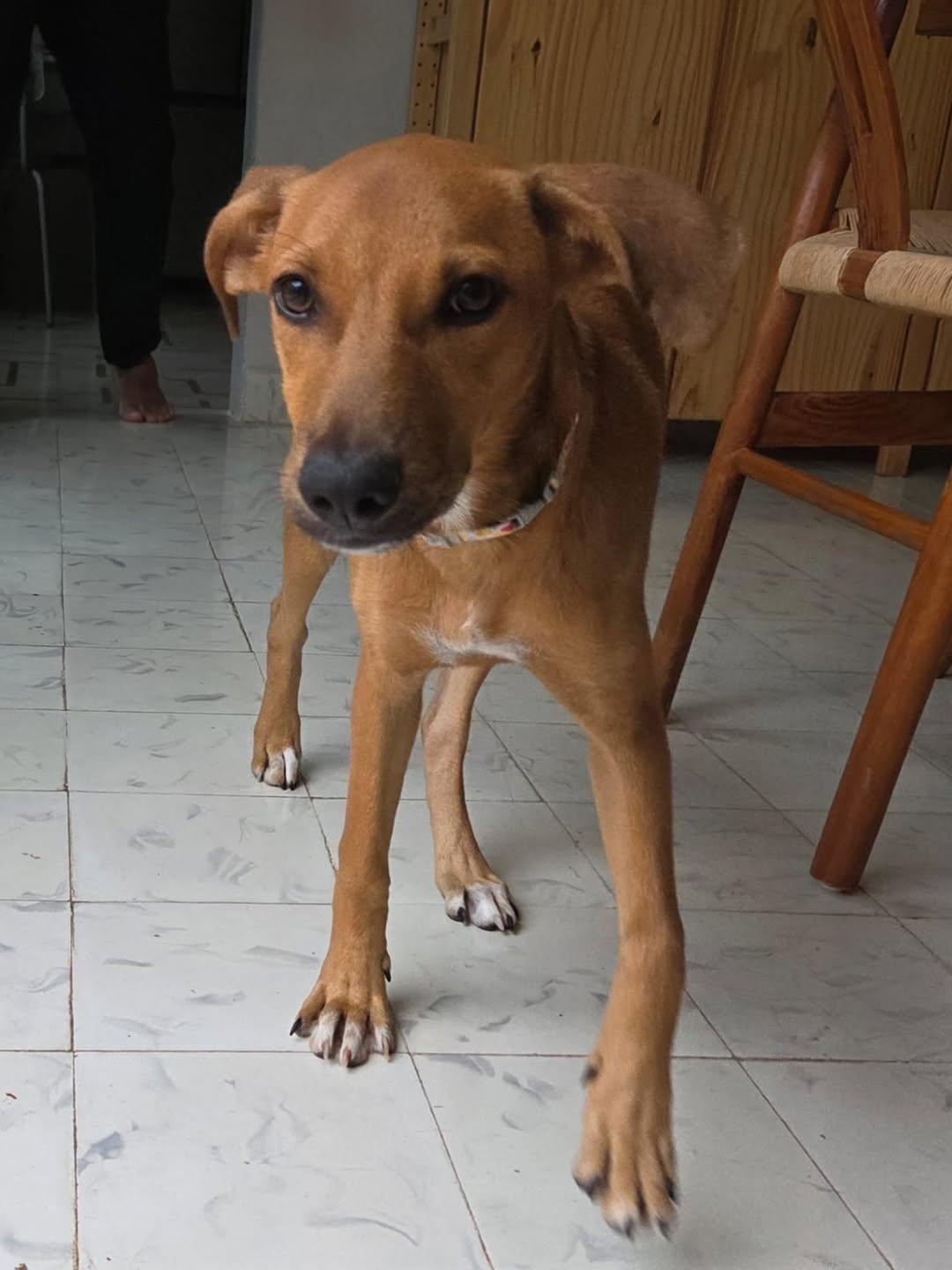 Cane (4/5)