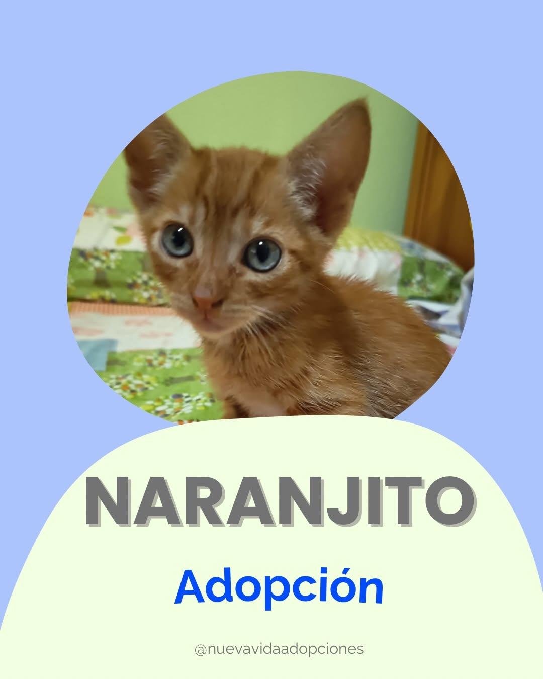 NARANJITO (1/5)