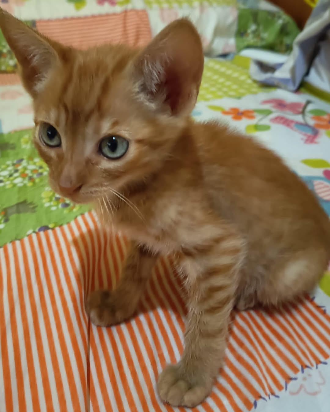 NARANJITO (2/5)