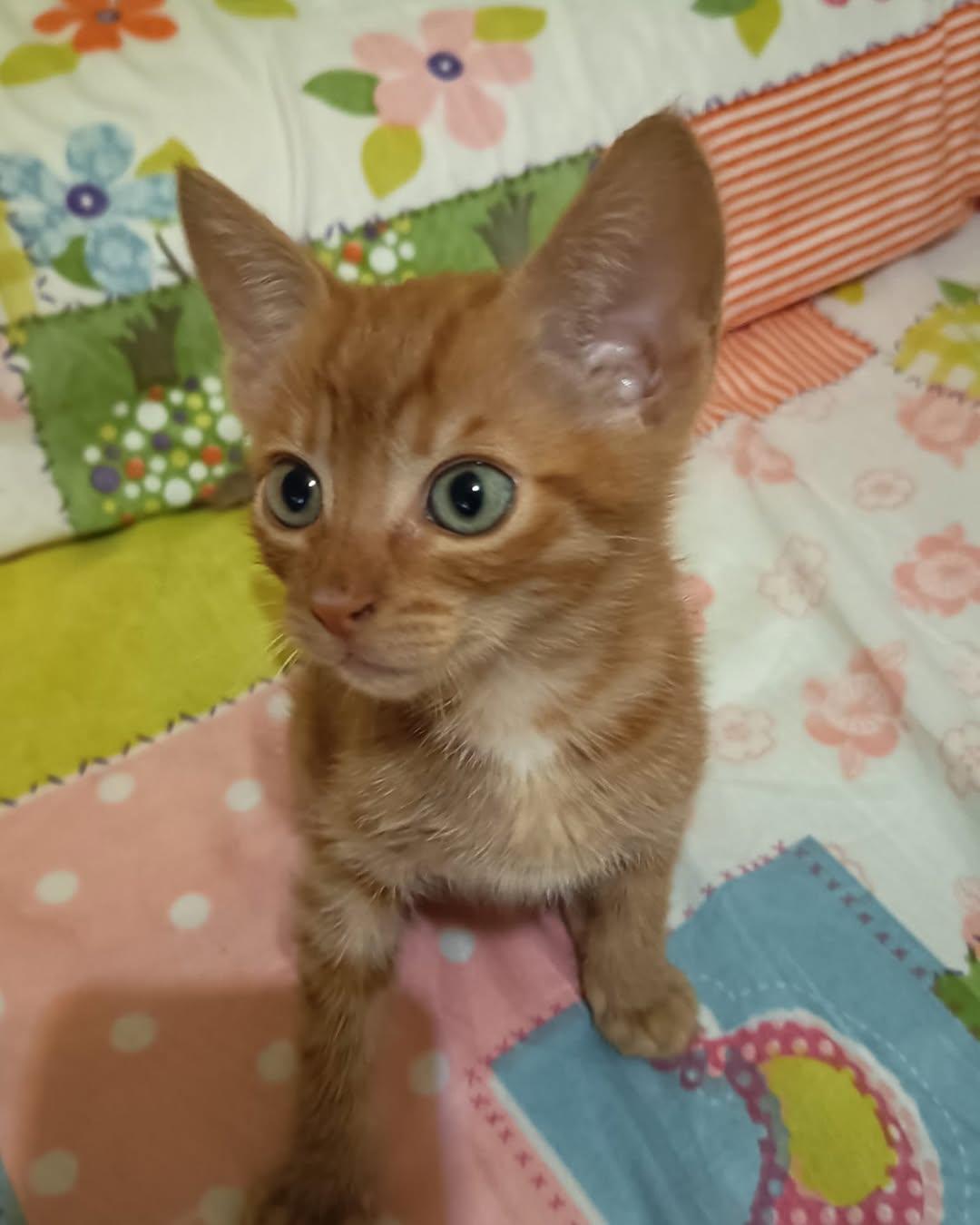 NARANJITO (3/5)