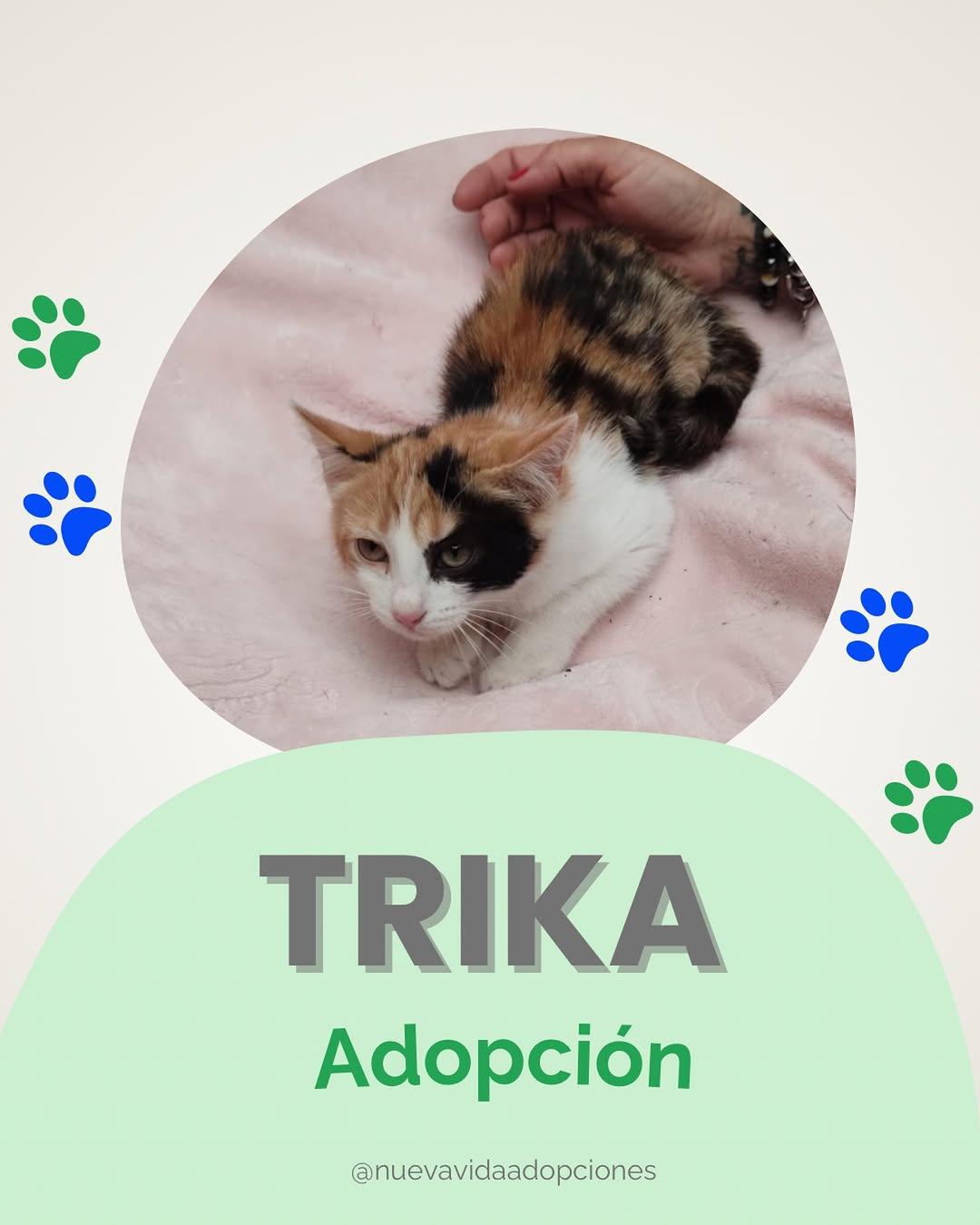 Trika
