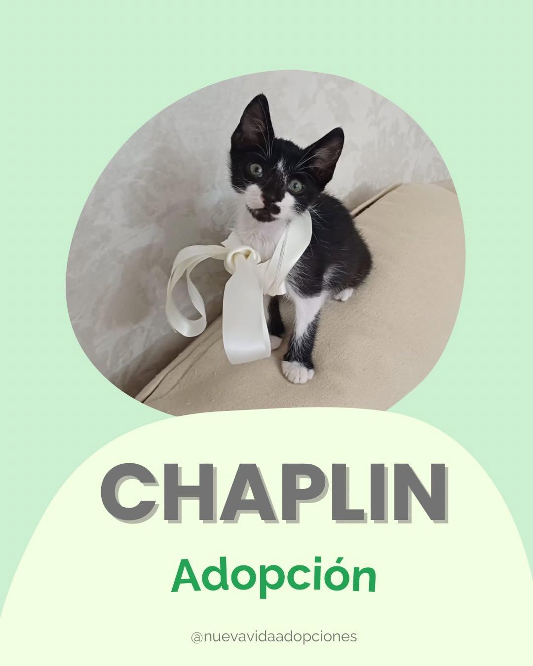 Chaplin (1/2)