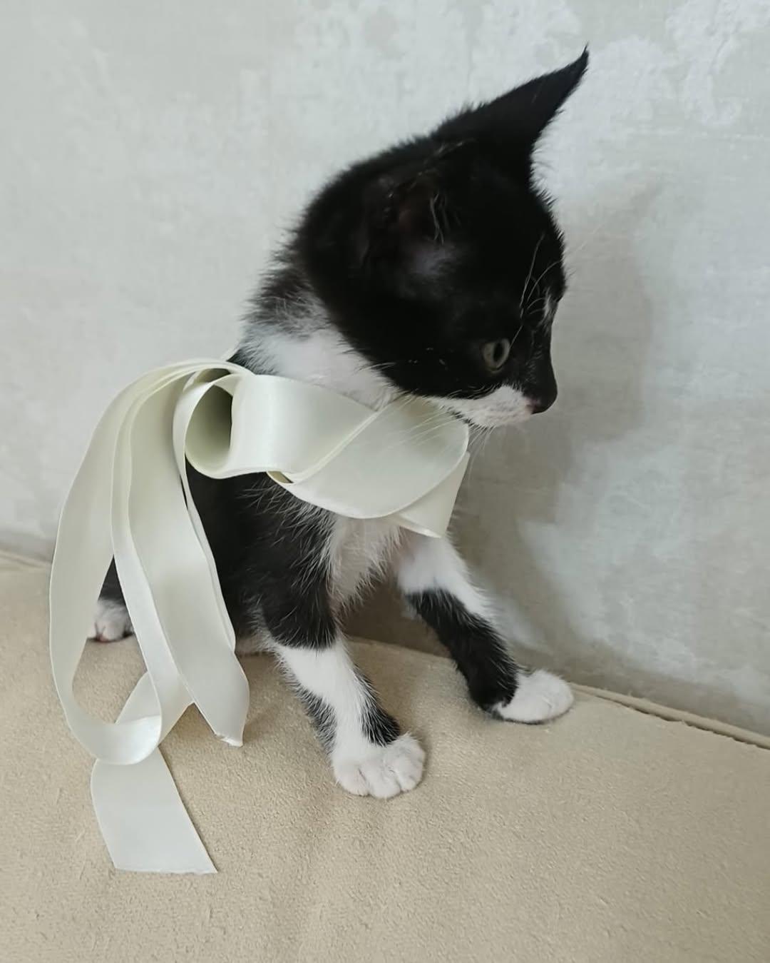 Chaplin (2/2)