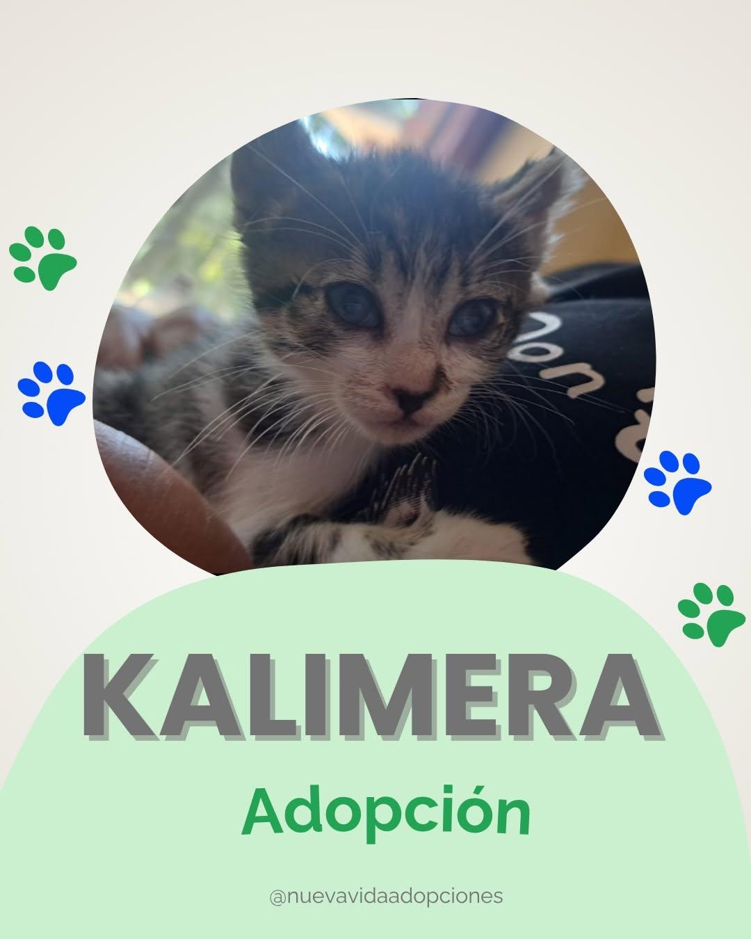KALIMERA (1/2)