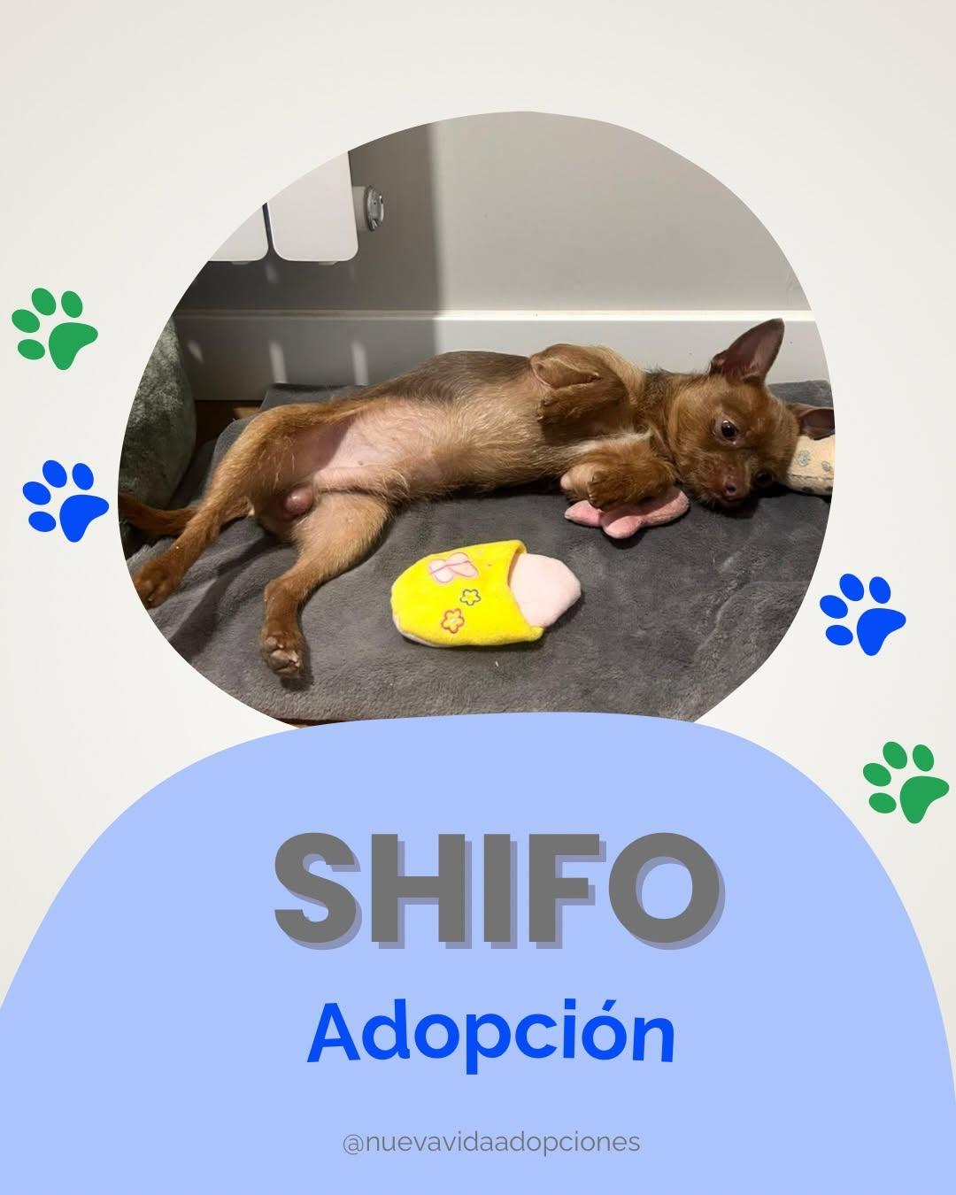 SHIFO (1/3)