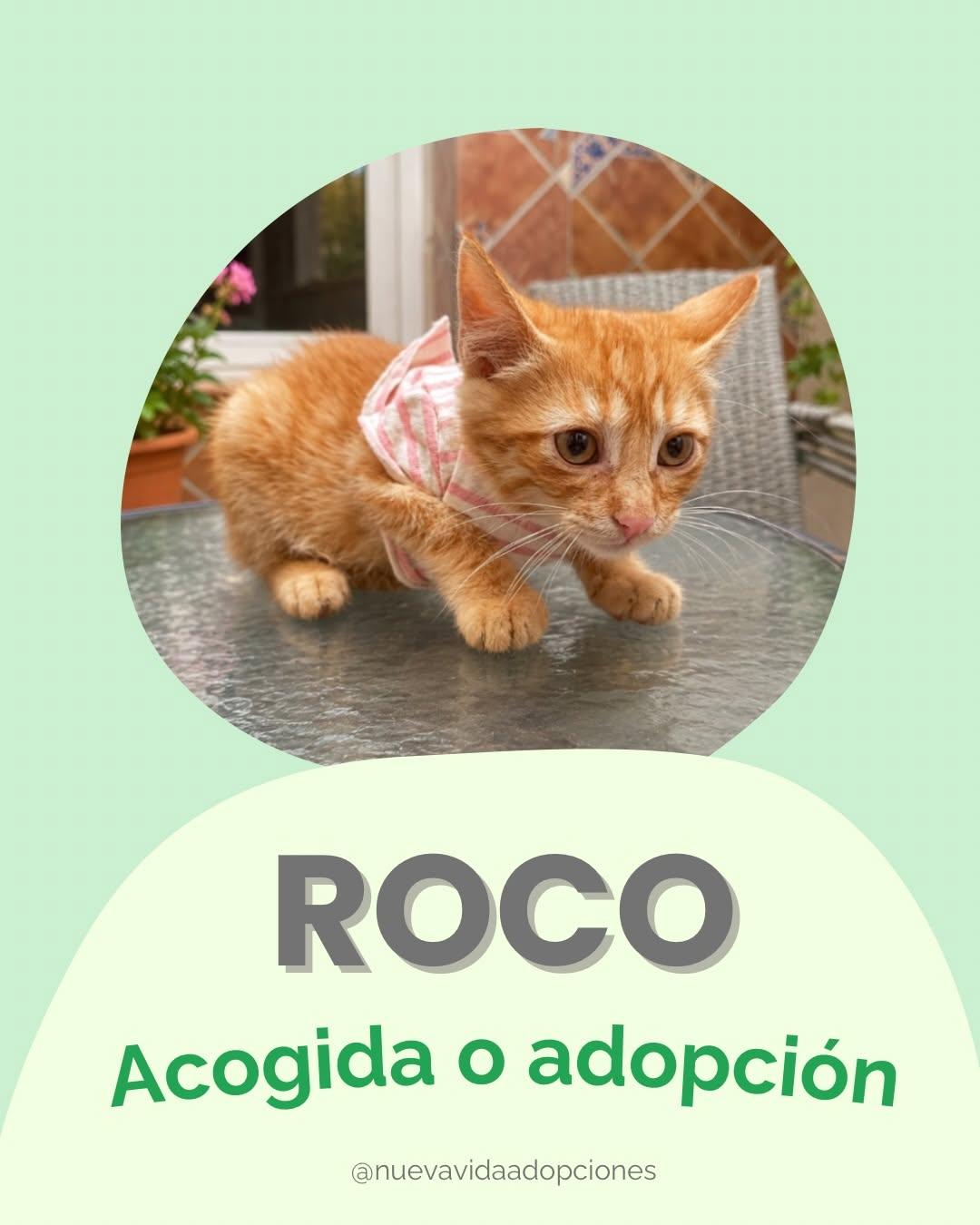 Roco (1/3)