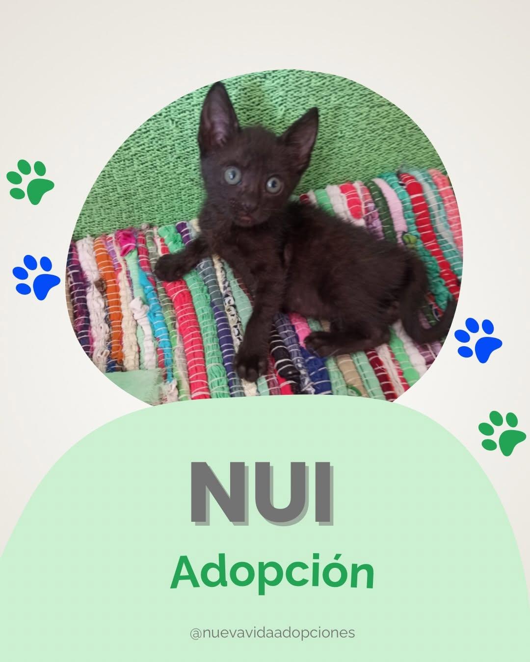 NUI (1/3)