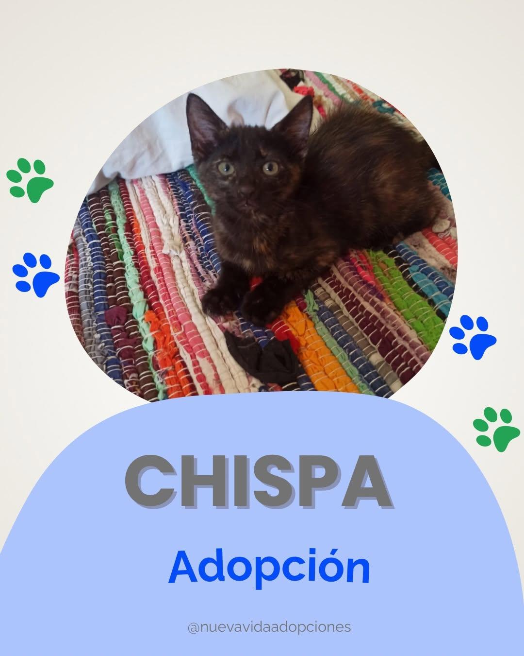 CHISPA (1/2)