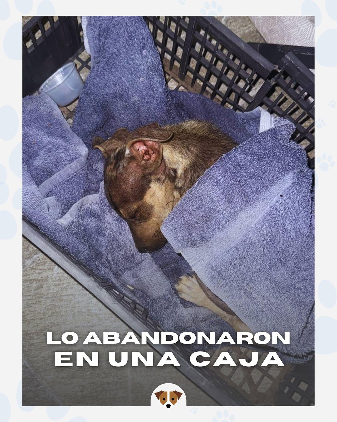 Ramoncito (1/4)