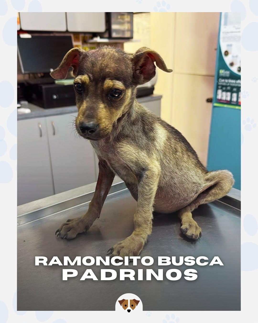 Ramoncito (4/4)