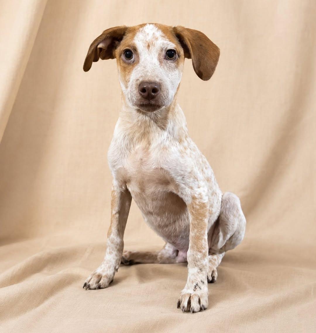 Dobby (1/3)