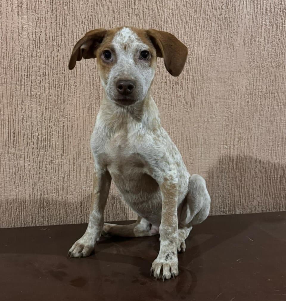 Dobby (3/3)