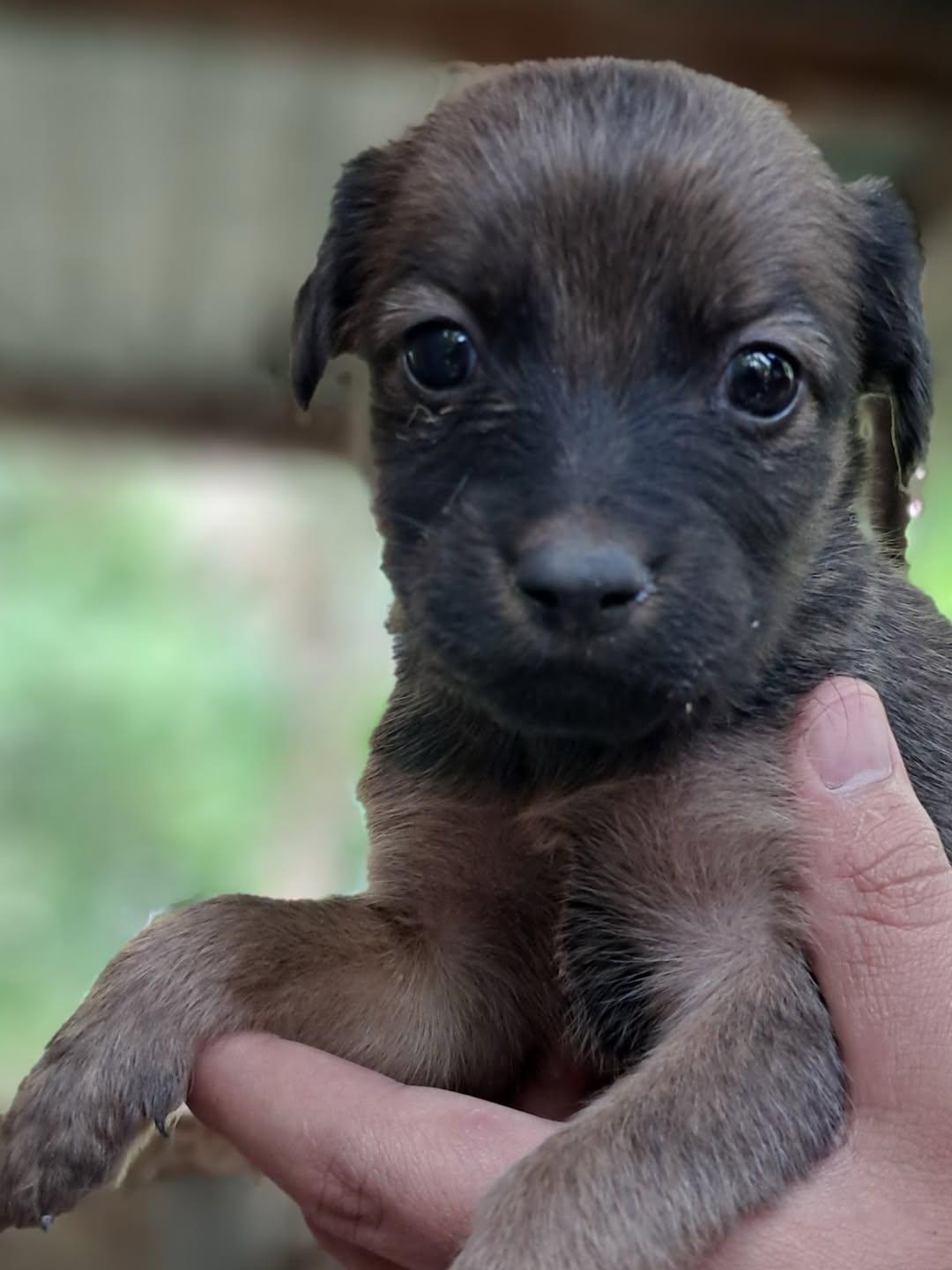 Canelo, Simba, Black (11/15)