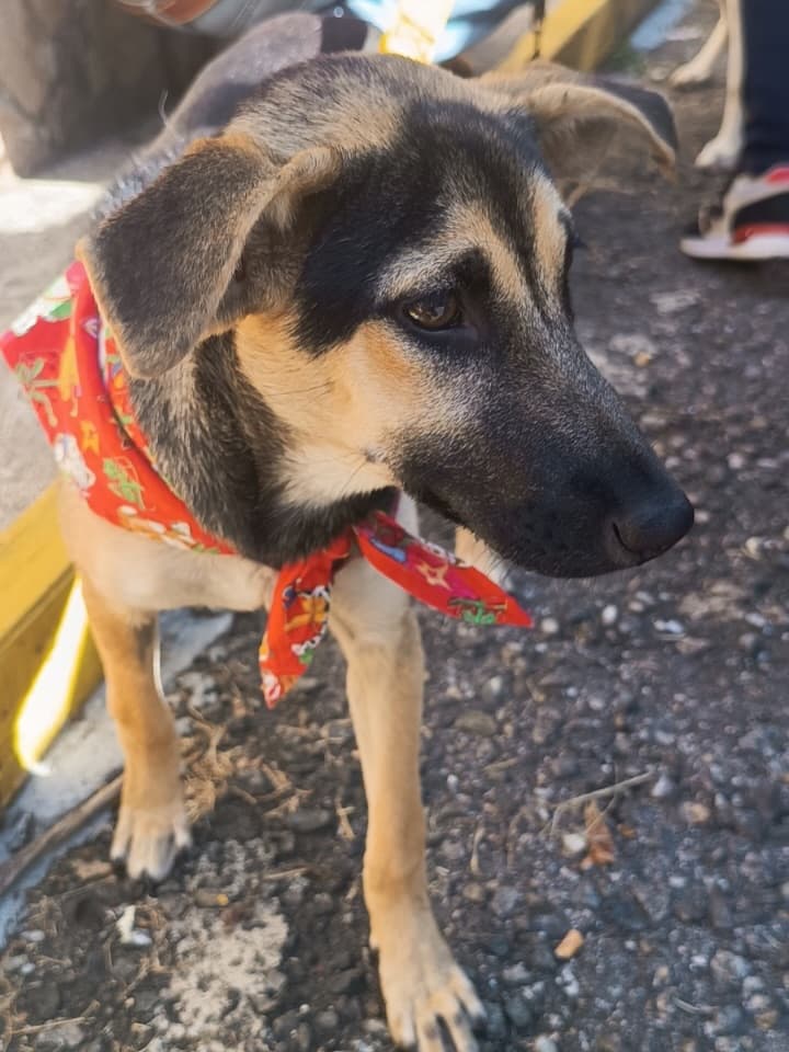 Canelo, Simba, Black (12/15)
