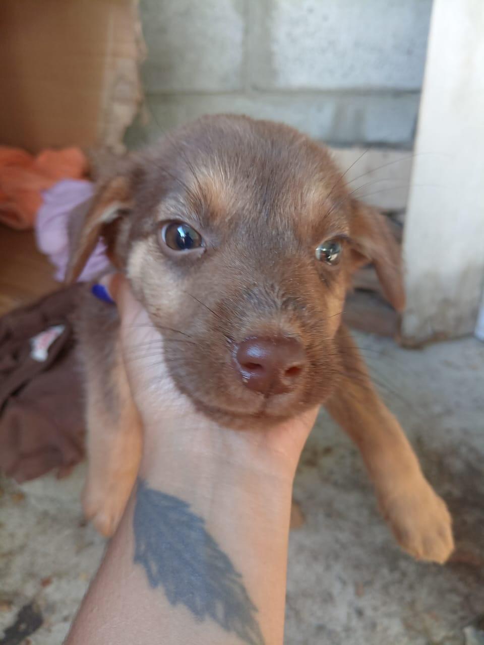 Canelo, Simba, Black (13/15)