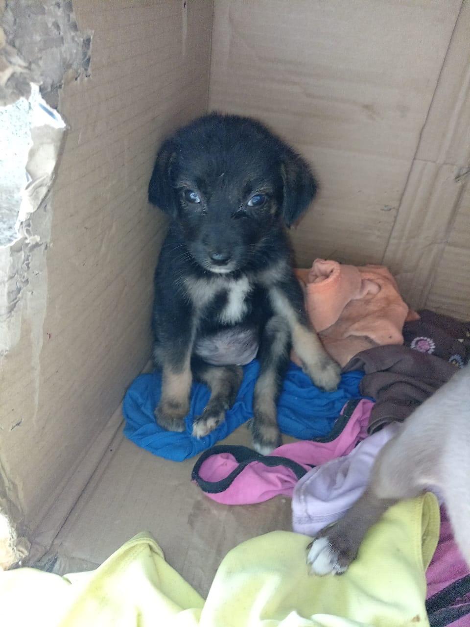 Canelo, Simba, Black (14/15)