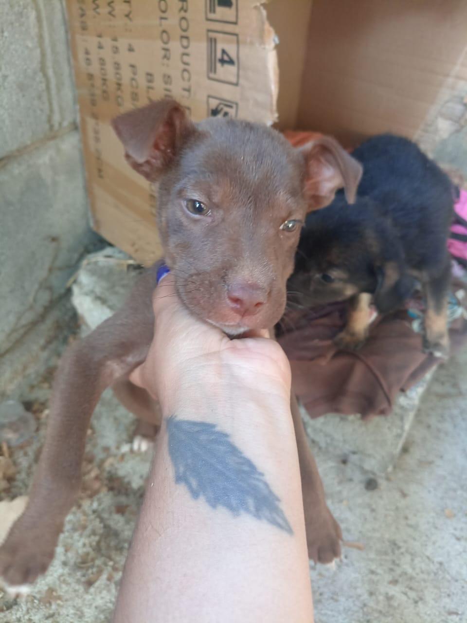 Canelo, Simba, Black (15/15)