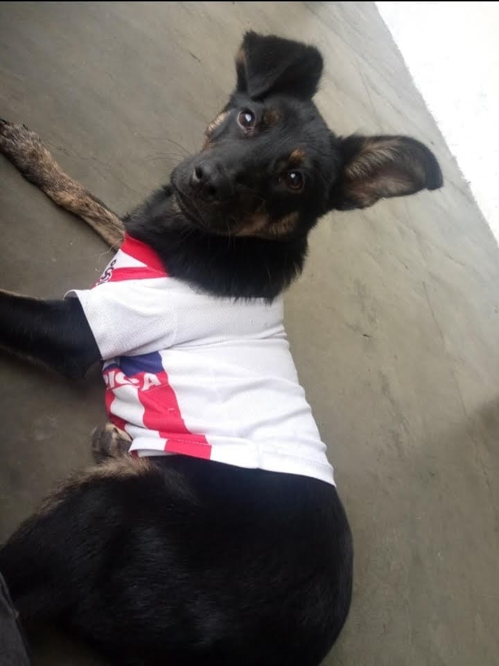 Canelo, Simba, Black (4/15)