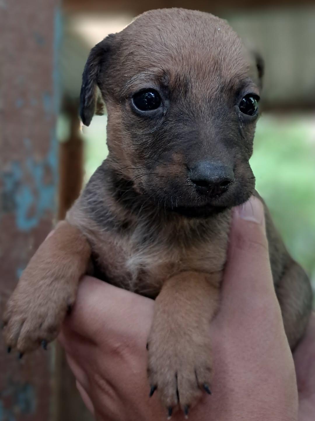 Canelo, Simba, Black (5/15)