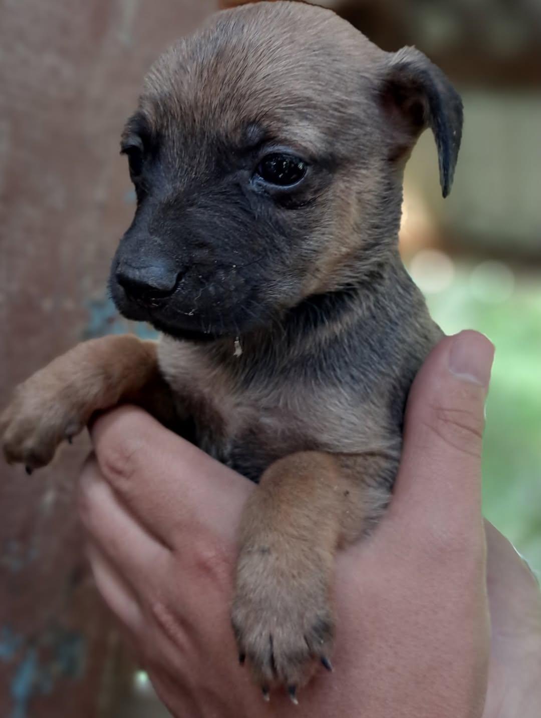 Canelo, Simba, Black (6/15)