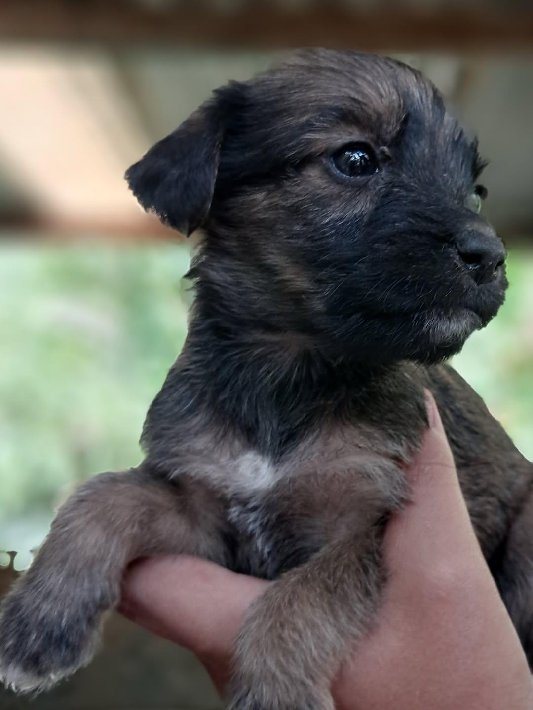 Canelo, Simba, Black (7/15)