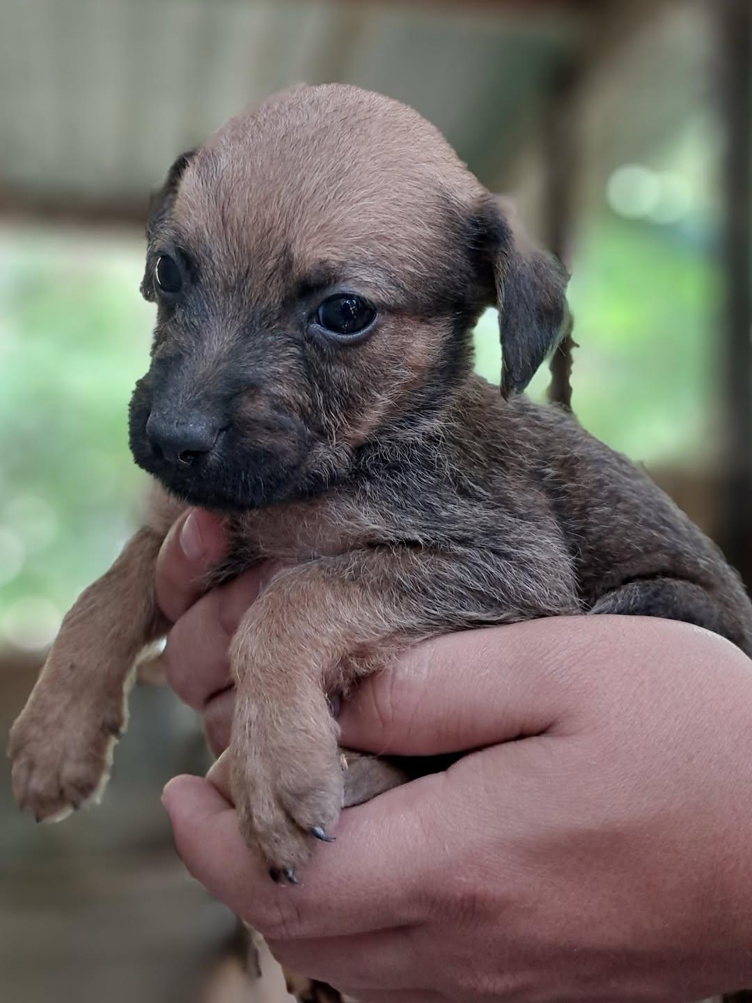 Canelo, Simba, Black (8/15)