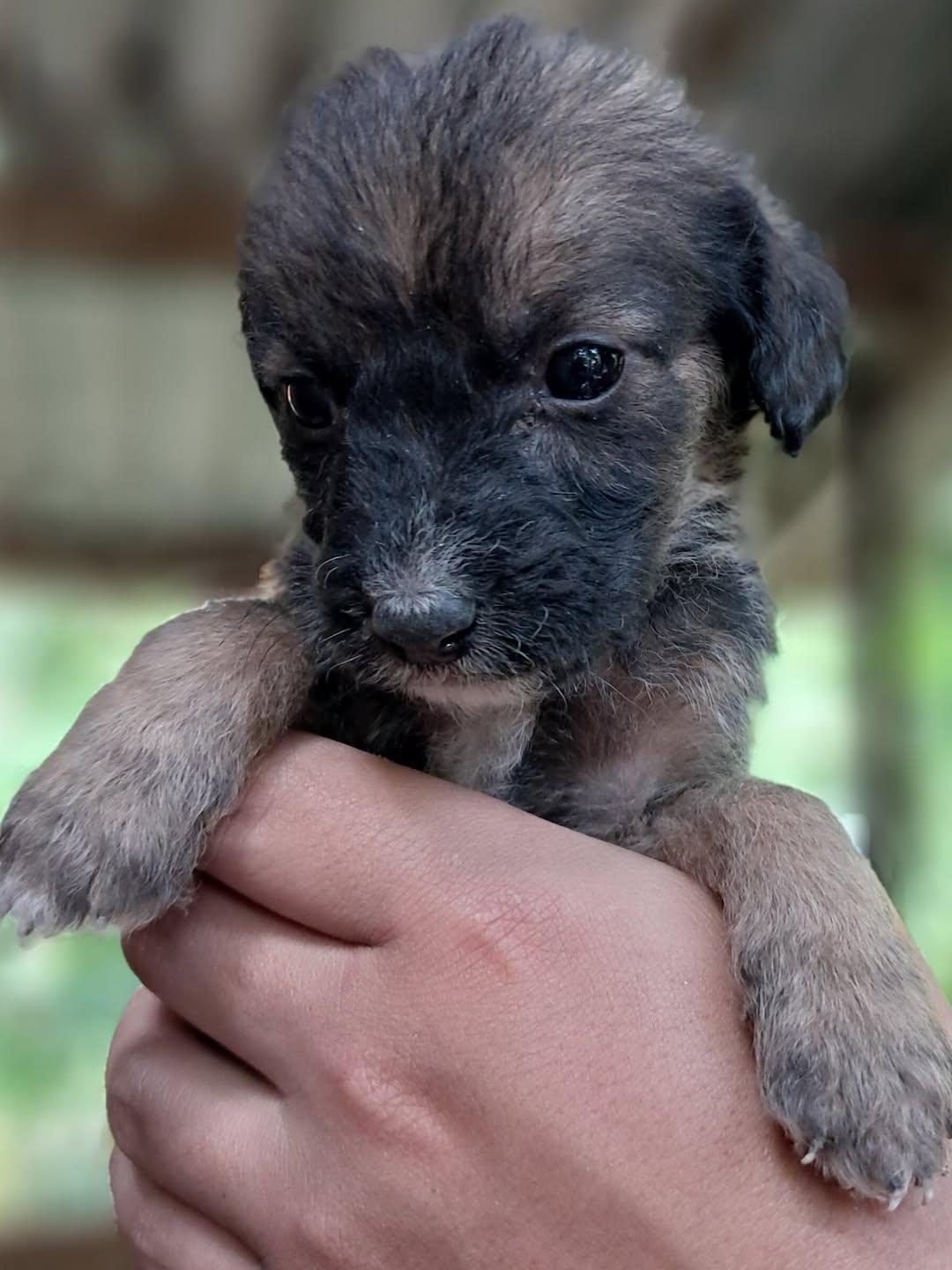 Canelo, Simba, Black (9/15)